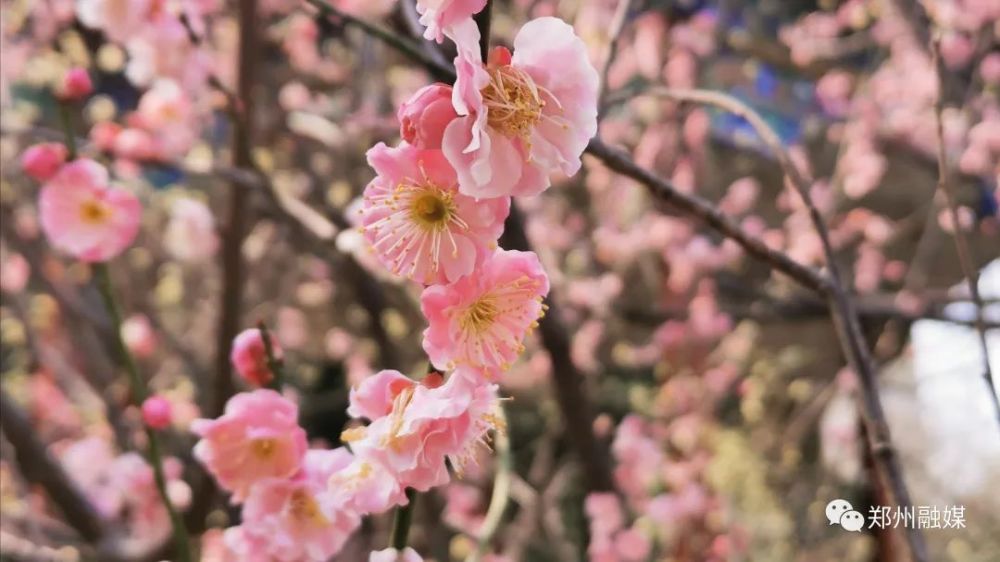 郑州碧沙岗公园梅开百花之先 腾讯新闻