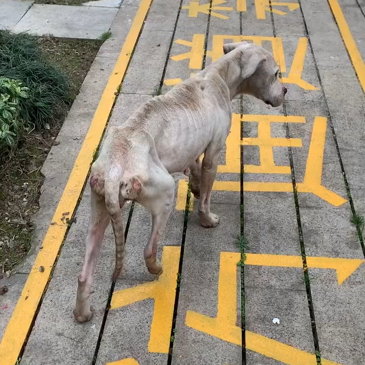 瘦骨嶙峋的流浪狗检查后发现浑身全是病肚子里竟全是碎骨头