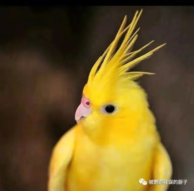 金黄色羽毛的5种鹦鹉