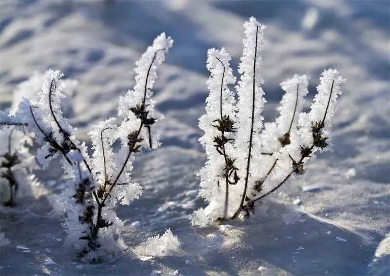 雪绒花-王红艺 自动播放  网络链接似乎出现问题,       你可以  刷新