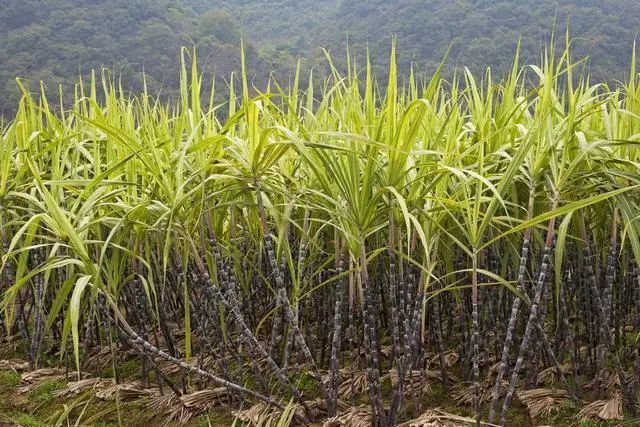 甘蔗高產栽培技術及病蟲害防治方法