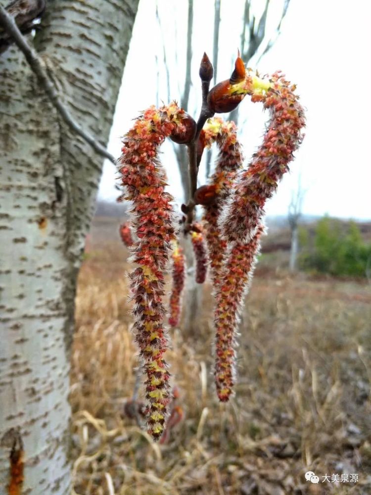 纪庄村纪建军:泉源的小杨毛,你好温柔