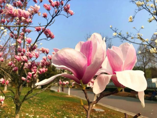 市花盛开 报春使者 来了 这些地方的白玉兰超好看 错过要再等一年 腾讯网