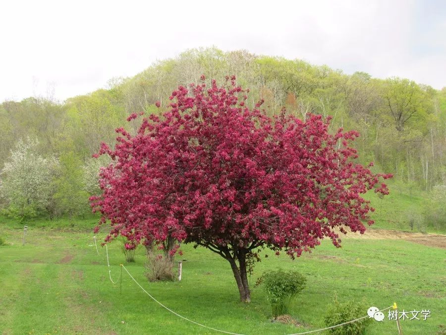 47种北方可用的观花乔木你认识多少