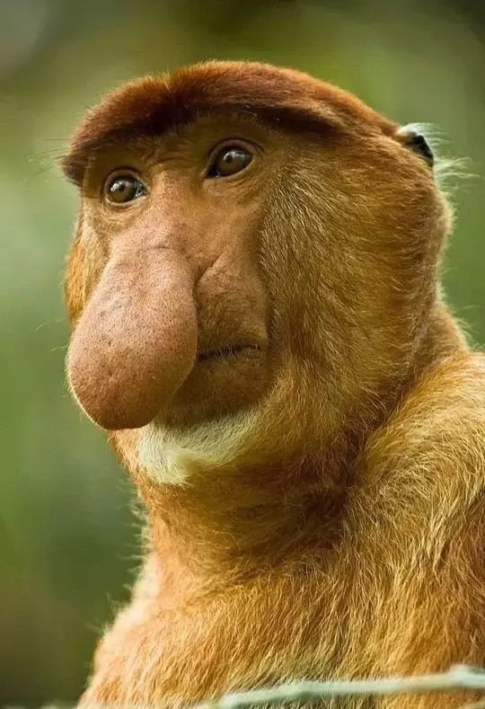 罕见怪猴大开眼界