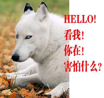 养狗人士就是要经历很多窘境的啊,比如像楼下酱↓我想把这条"臭屁精"