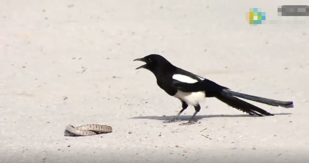说是一日张三丰外出采药,忽听有喜鹊聒噪之声,走近一看原是蛇雀相斗