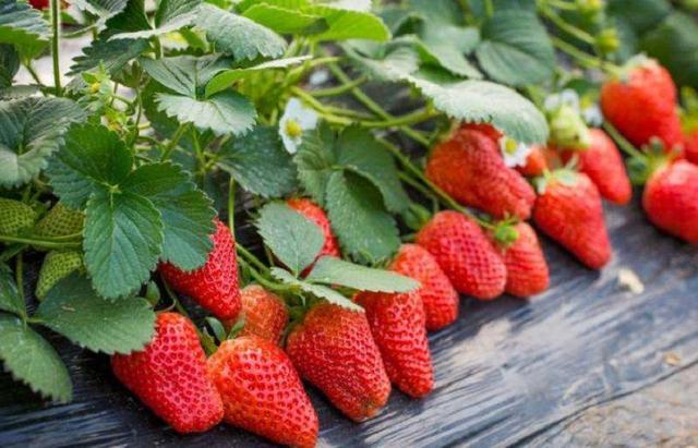 农户种什么水果更赚钱推荐一种红通通果子产量大价格高