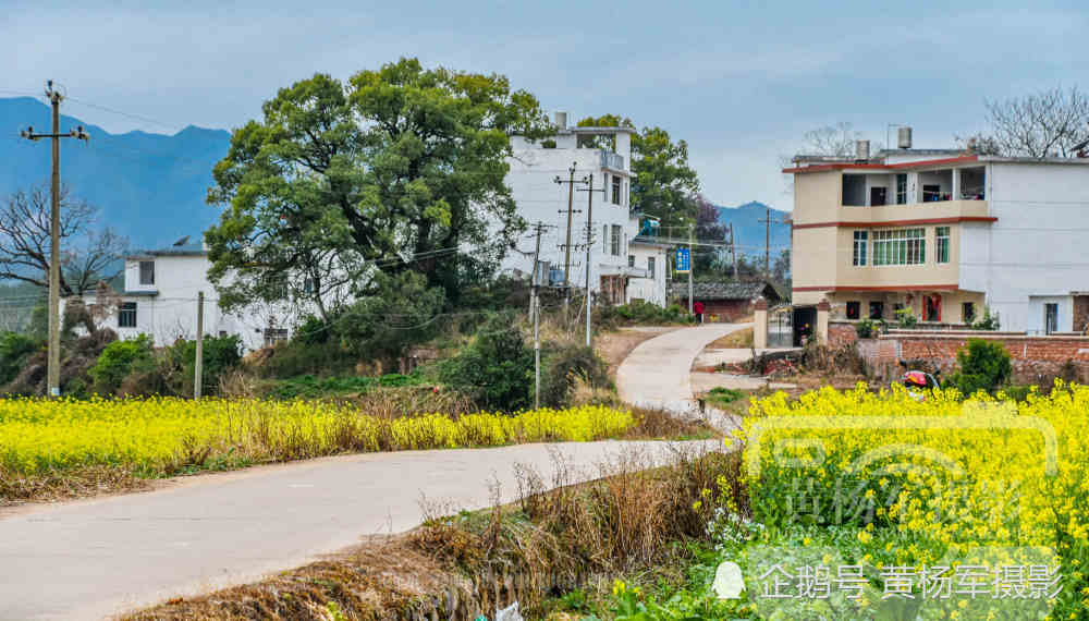 江西赣县区白涧村美丽盛开的油菜花,如画的乡村风景令人流连忘返