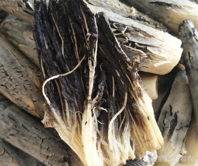 发生在作物高粱身上的也有一种类似玉米黑粉菌的虫害,这些年来已很少