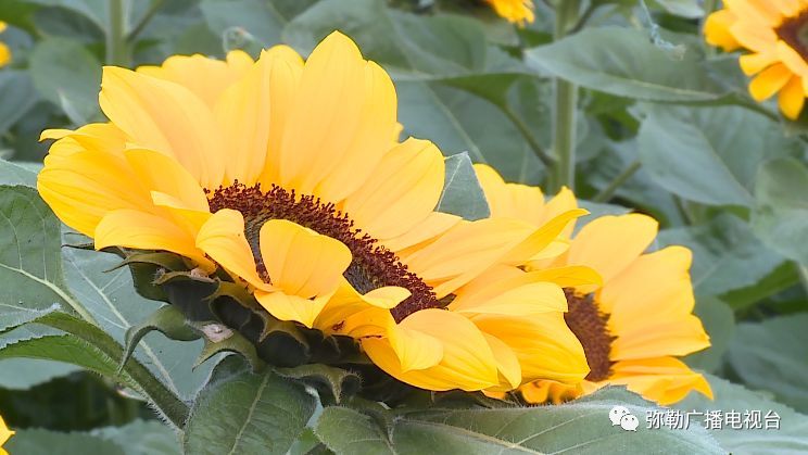 美弥勒文森特向日葵盛开