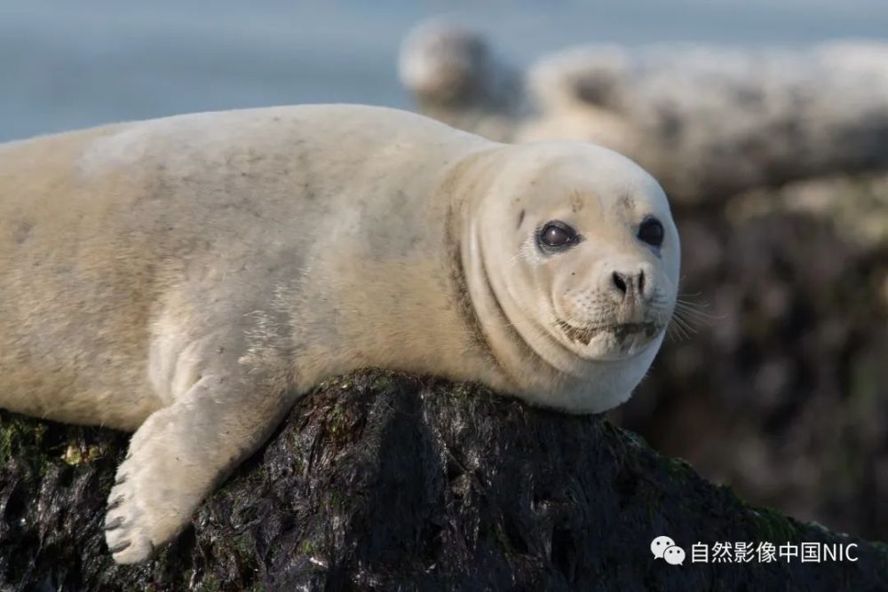 长岛珍稀海兽——斑海豹