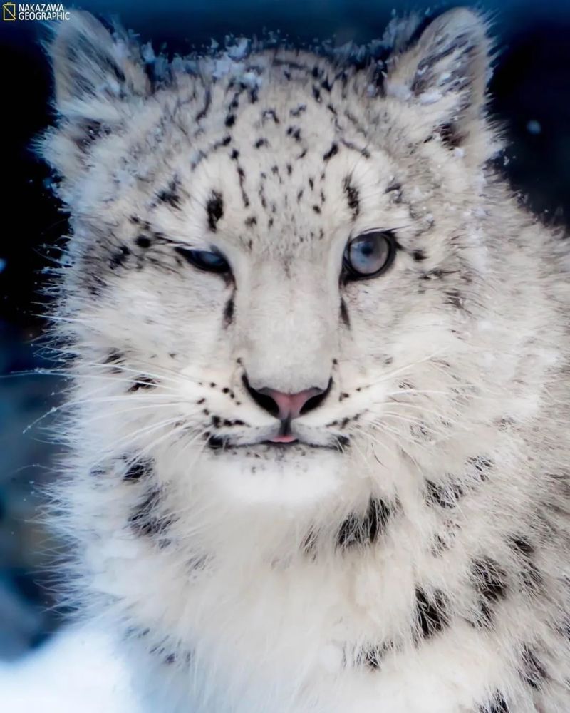 ins上这只豹豹长得太美太仙气了,超过100w网友来吸它!