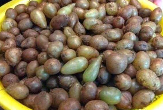 的野果就是肾蕨的果实,有些地方也叫它凤凰卵,金鸡孵蛋,石窝蛋,猫蛋果