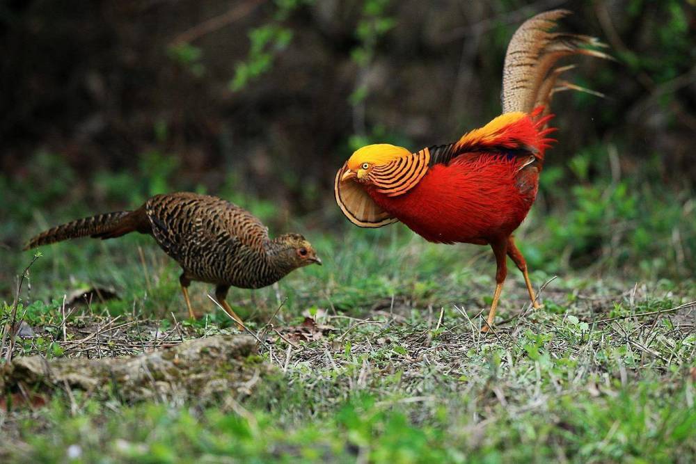 为什么动物都是雄性追求雌性,而人类女性却会追求男性?