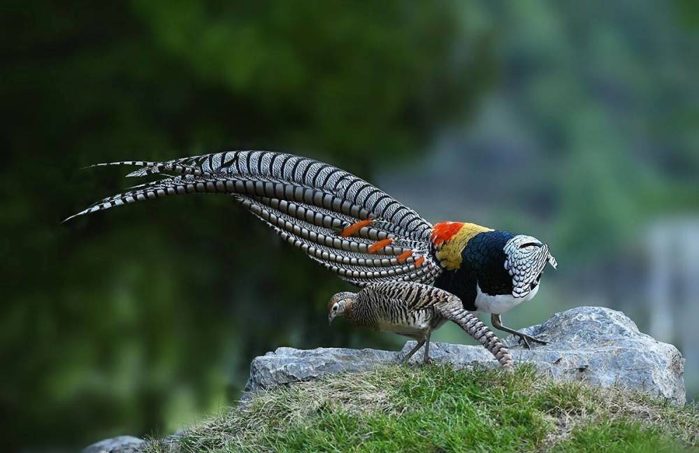 为什么动物都是雄性追求雌性,而人类女性却会追求男性?