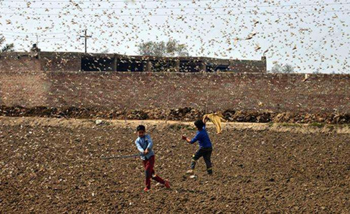 古人是如何治理蝗灾的?