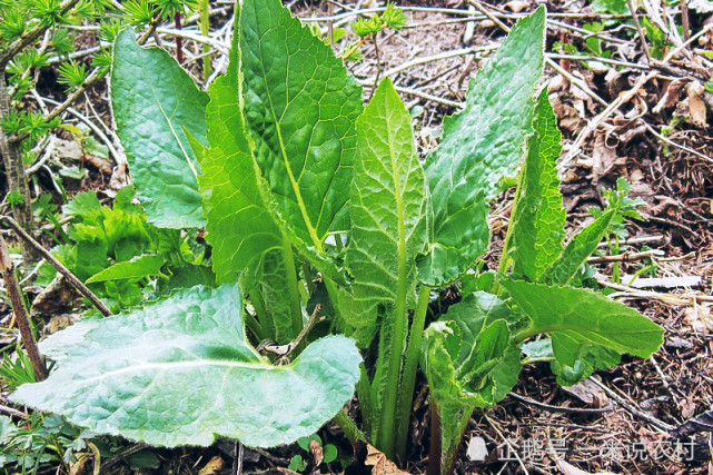 俗稱仙白草包餃子味道好以前當雜草如今5元1小把