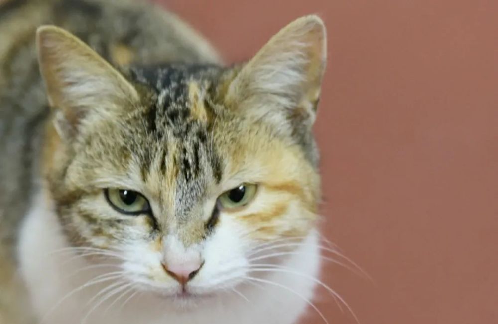 它的第一窝小猫出生.同是在相似的时节, 为这个世界又增添了许多神奇.