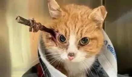 脑门中箭的喵星人受爱神丘比特眷顾神奇的活了下来