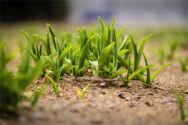 李清照的早春春到长门春草青著意过此春
