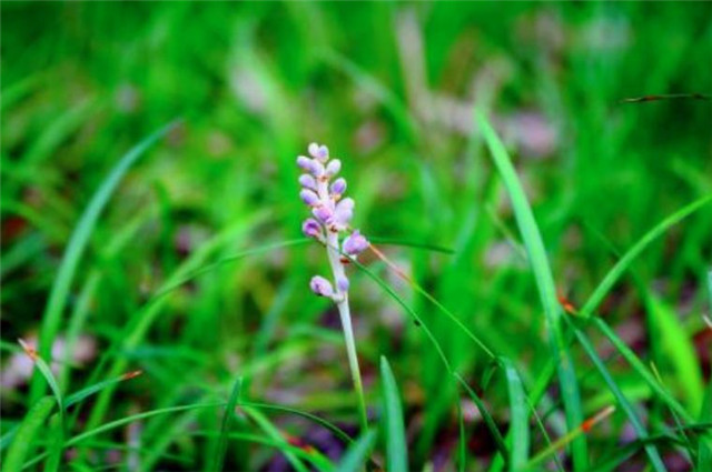李清照的早春春到长门春草青著意过此春