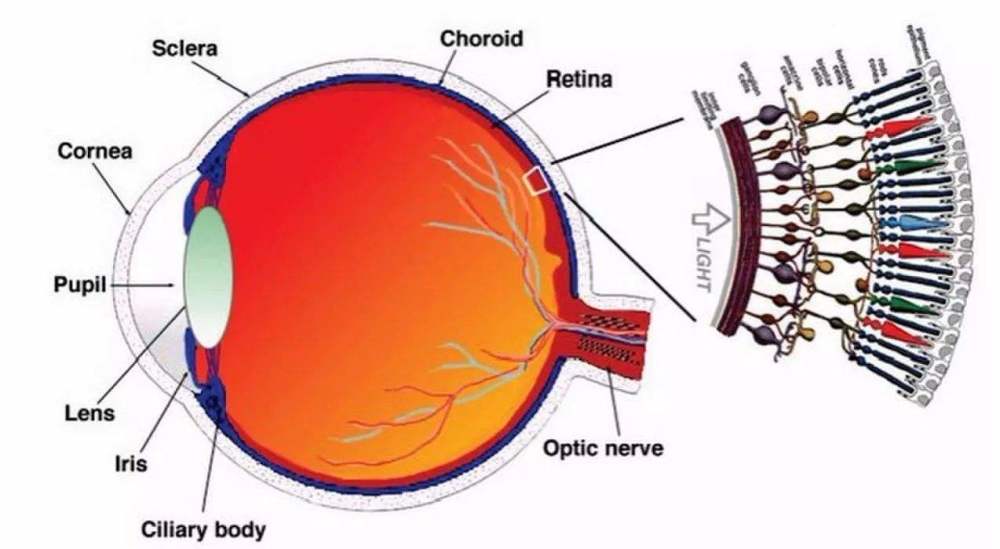 視錐細胞對顏色敏感,在強光下對顏色有很強的分辨能力,但是