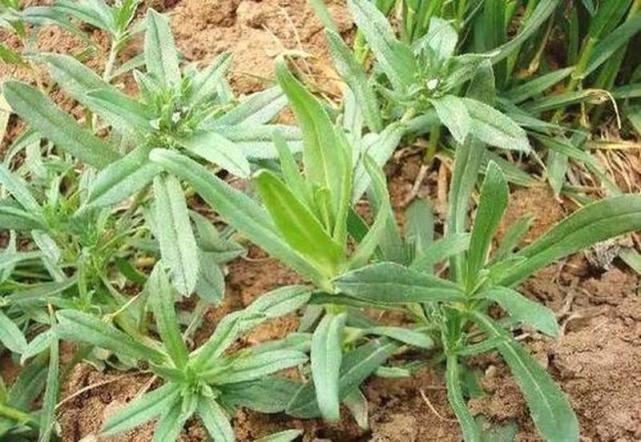 人称米瓦罐开花就成害草如今很多人去摘城里当上等野菜