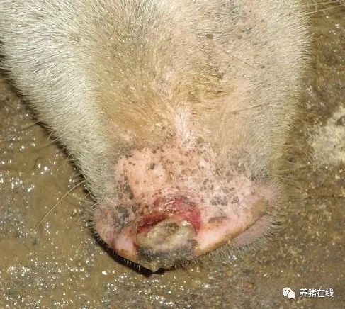 怎样预防口蹄疫?