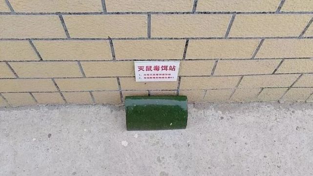 春季灭鼠正当时来看防鼠灭鼠攻略