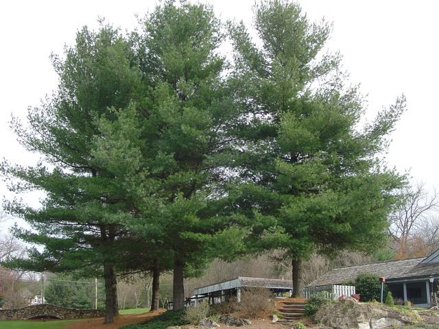 北美乔松(eastern white pine)