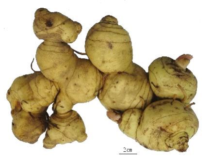 黄精种植及加工