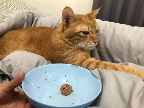 看看这群猫咪就知道了_腾讯新闻