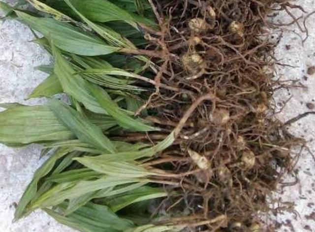 石缝里,有1种小型的"绿草",被称为"羊耳蒜",珍贵,不好买