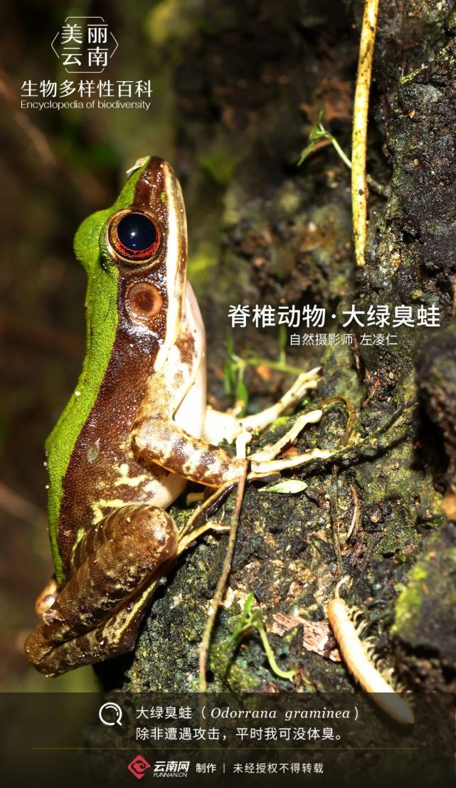 脊椎动物·大绿臭蛙:别惹我,小心我的恶臭攻击