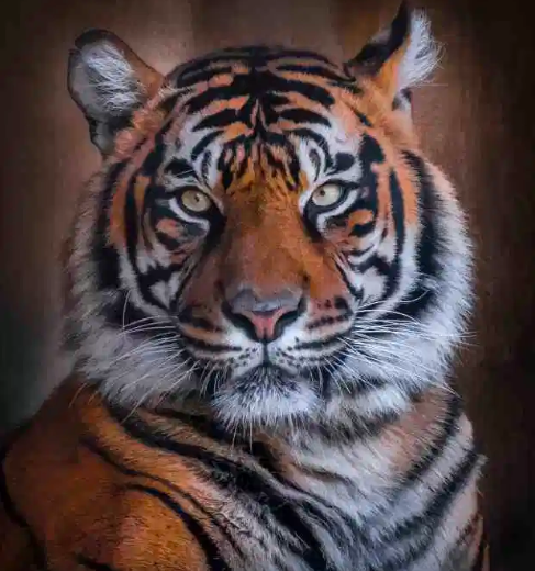 美国摄影师专拍动物呆萌正面照老虎直勾盯着人狮子呆萌如大猫