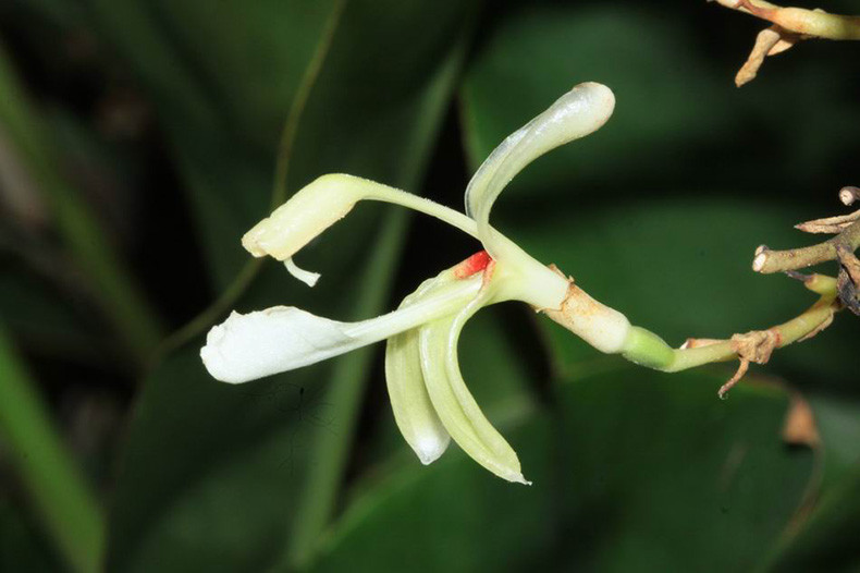 故而大家认为,南姜之所以能受到广东人青睐,完全是因