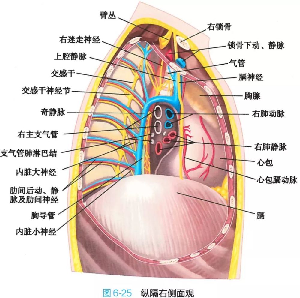 呼吸系统剖面图及名称图片