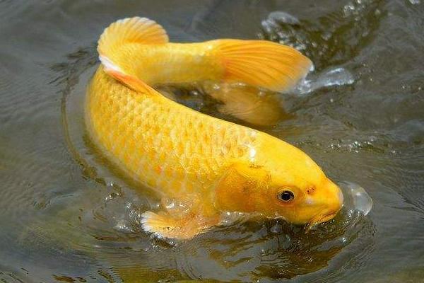 锦鲤鱼的品种有哪些呢? - 鲤鱼的种类 - 实验室设备网