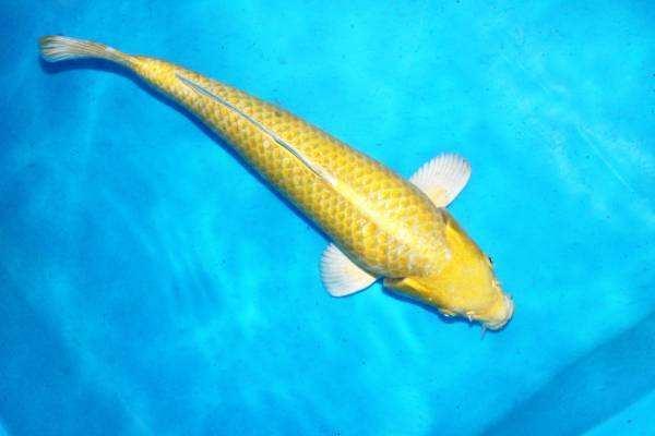 鲤鱼的种类 - 实验室设备网