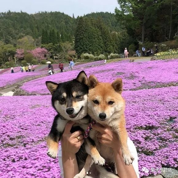 豆柴的秘密都在这里了 豆柴与标体柴犬的区别你真的了解吗 幼犬 小柴犬 柴犬 豆柴