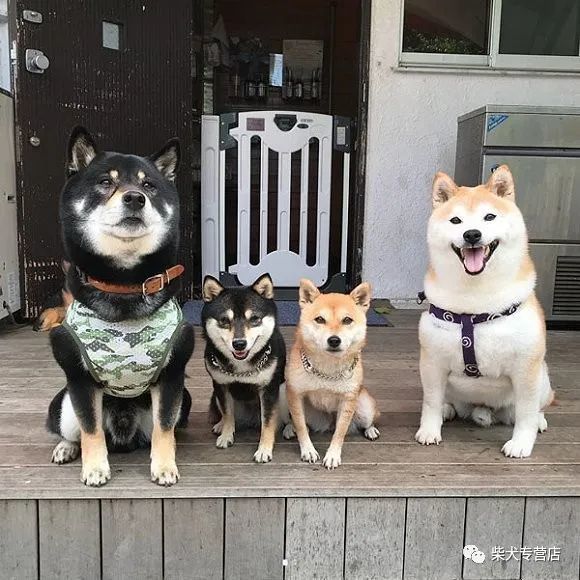 豆柴的秘密都在这里了 豆柴与标体柴犬的区别你真的了解吗 幼犬 小柴犬 柴犬 豆柴