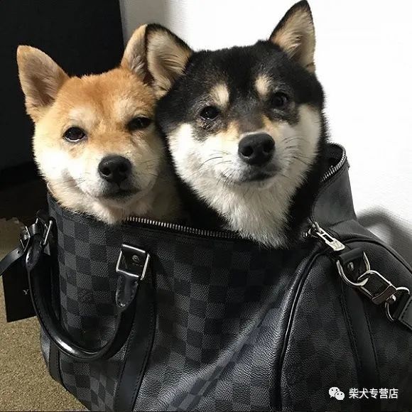 豆柴的秘密都在这里了 豆柴与标体柴犬的区别你真的了解吗