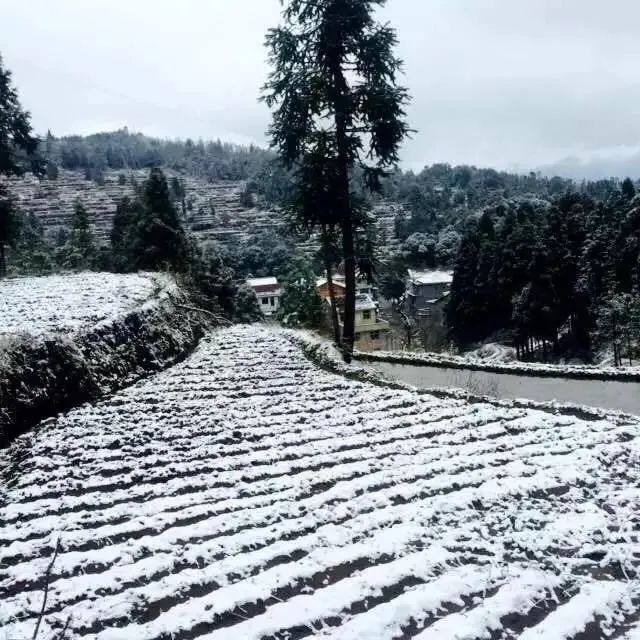 今天，利川局部地区飘飘洒洒的下了一场雪！