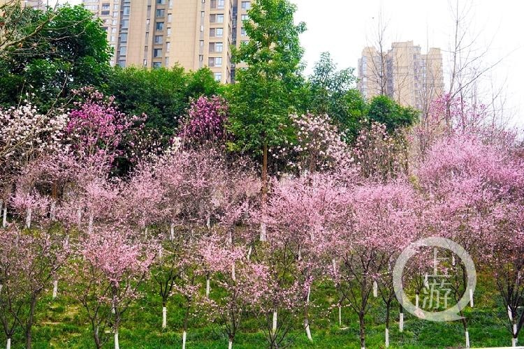 九龙坡南北大道美人梅开迎春来