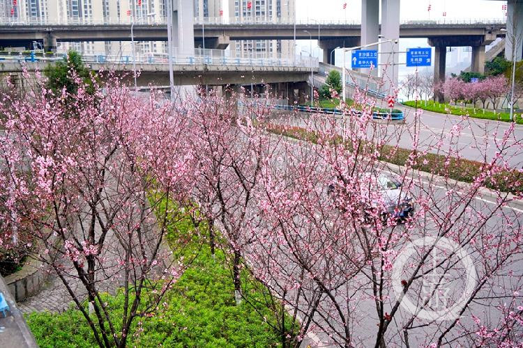 九龙坡南北大道美人梅开迎春来