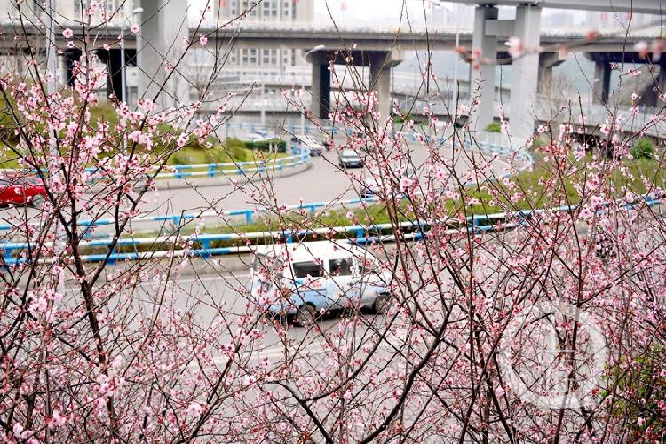 九龙坡南北大道美人梅开迎春来