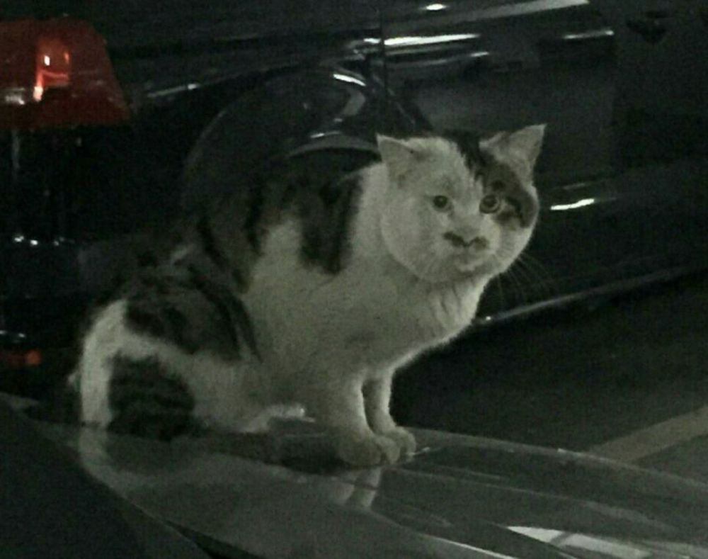 有些猫注定要成为表情包 因为太丑了 腾讯新闻