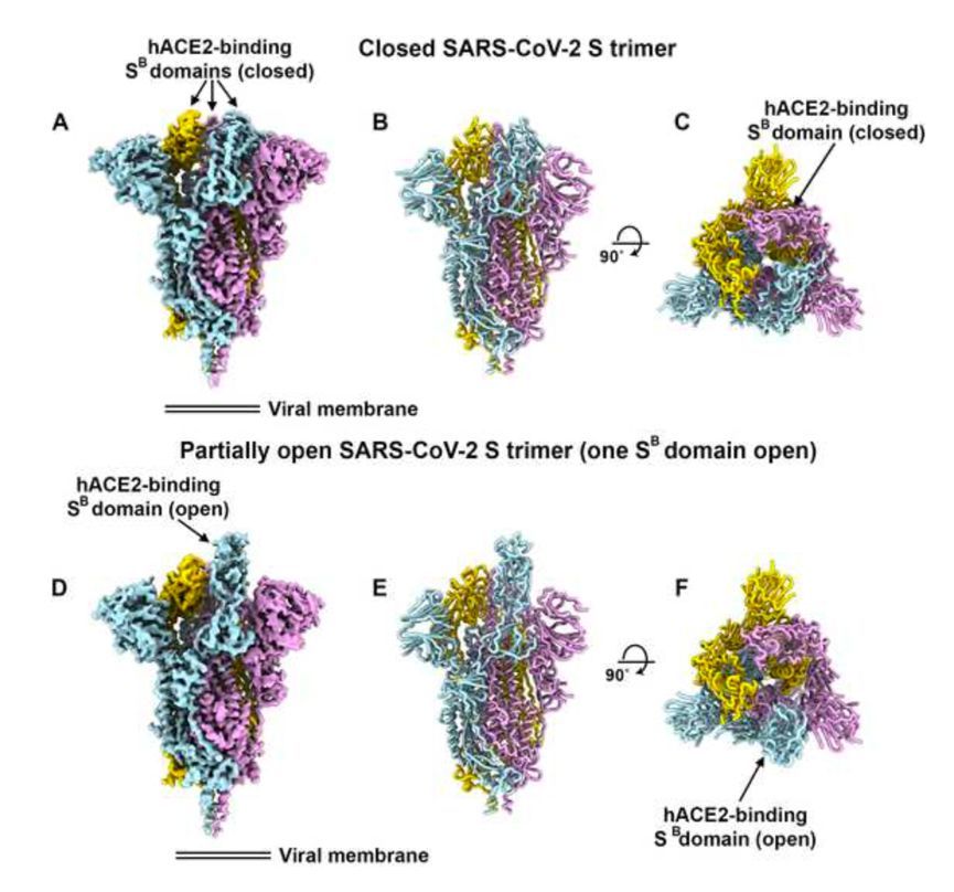 sars-cov-2 s糖蛋白的冷凍電鏡結構