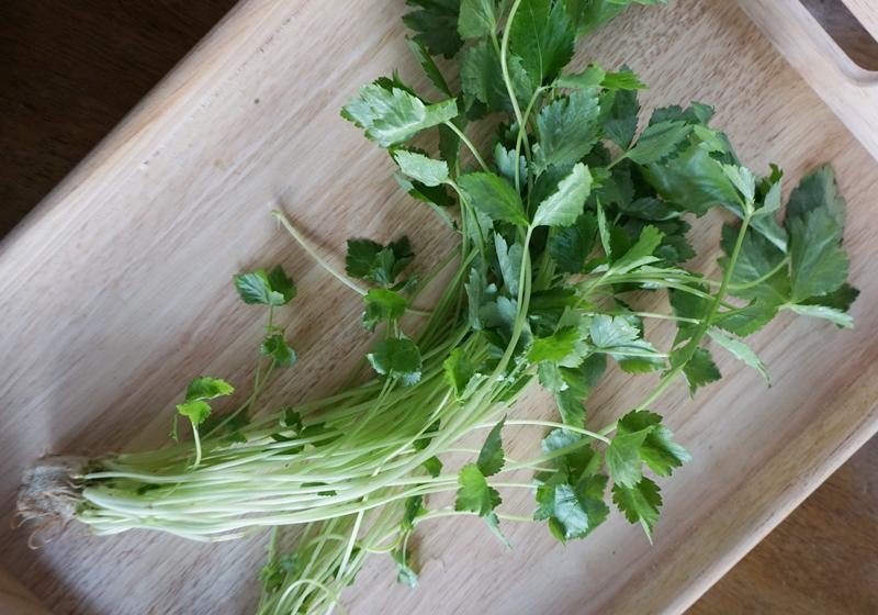 鸭儿芹(mitsuba)香菜又名芫荽,可说是中国和东南亚最常见的食用香草之